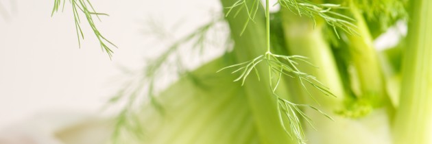 Fennel:  My New Best Frond